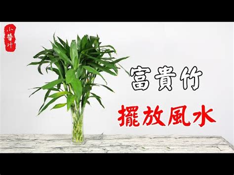 開運竹放陽台|陽台擺設影響事業財運！4訣竅用植物綠化陽台，升官。